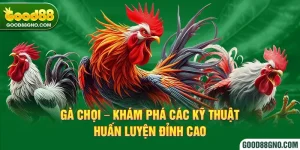 Gà Chọi - Khám Phá Các Kỹ Thuật Huấn Luyện Đỉnh Cao